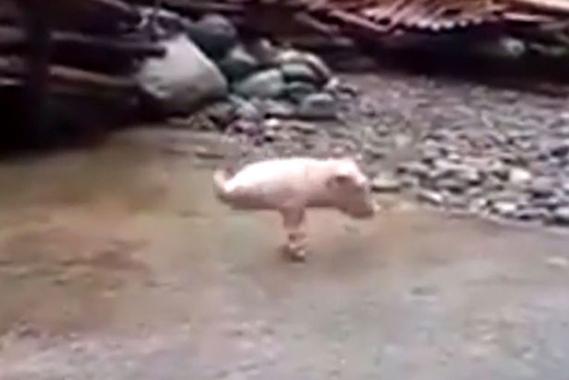 pig